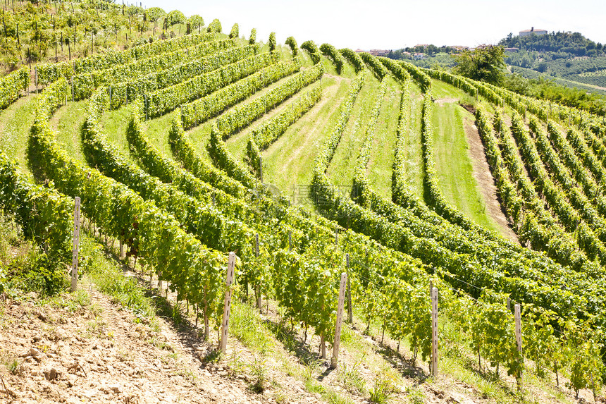 意大利  皮埃蒙特地区 巴贝拉葡萄园风景植被场地葡萄园收成葡萄植物栽培酒厂农田图片