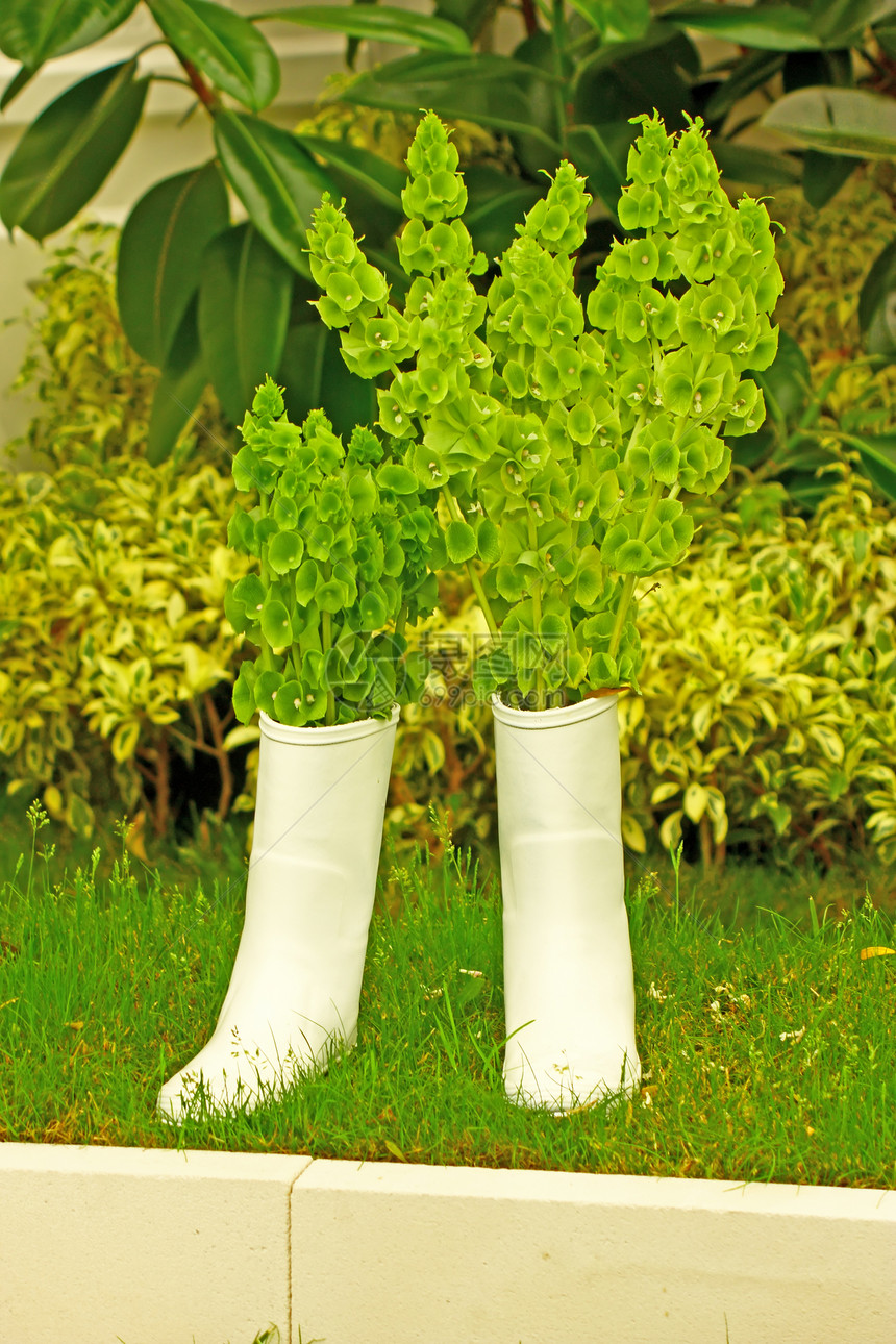 白靴子植物叶子植物群花园绿色衣服鞋类树叶橡皮白色图片