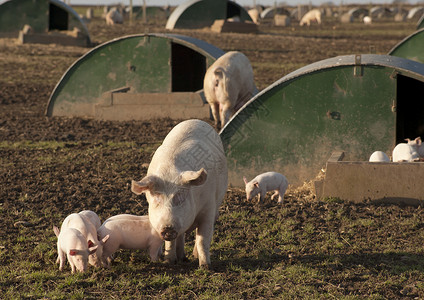养猪猪蹄农场猪肉尾巴小屋农业背景图片