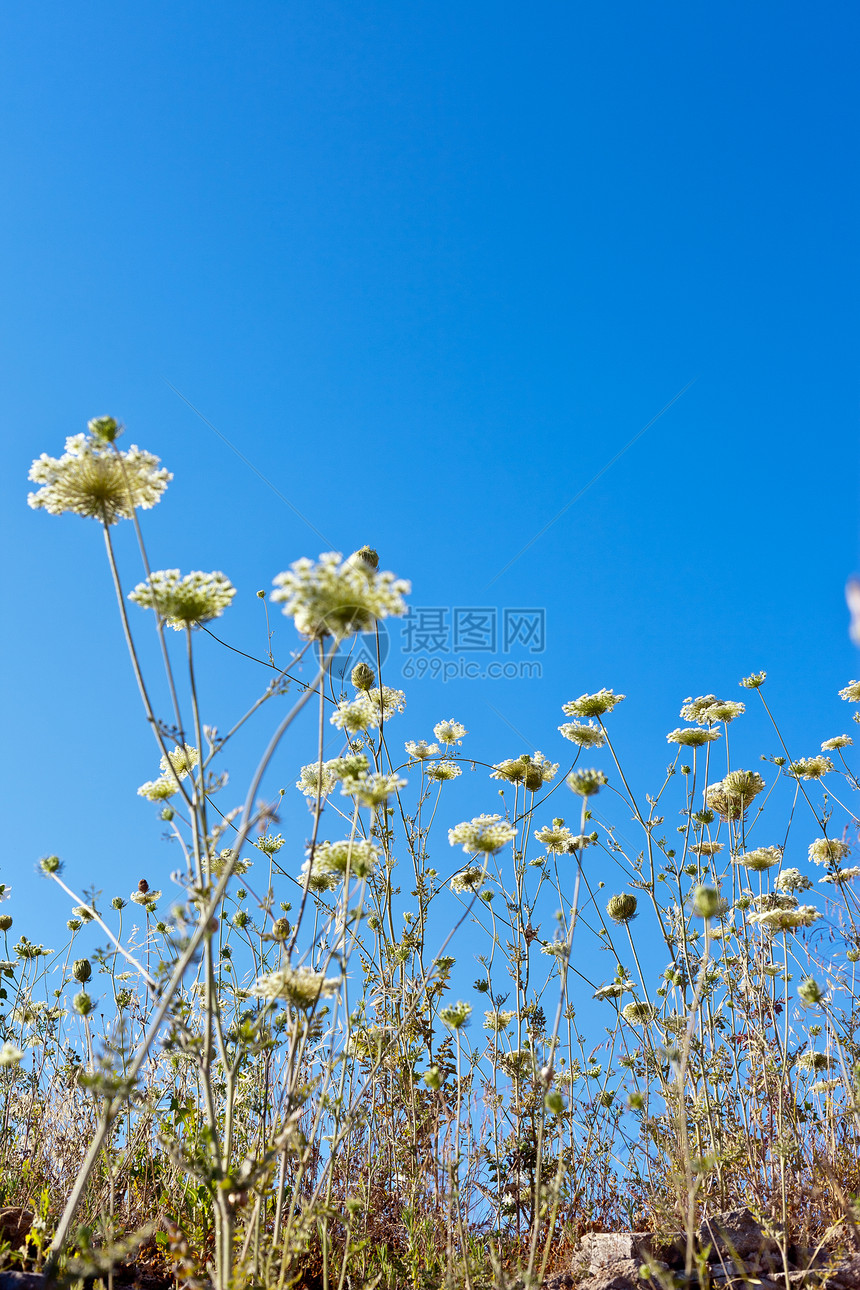 天空中美丽的花朵场地荒野奶牛宏观团体场景季节植物群草地太阳图片