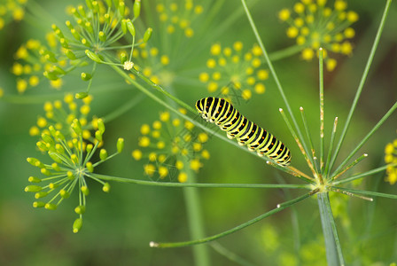毛毛虫宏观植物昆虫绿色条纹背景图片