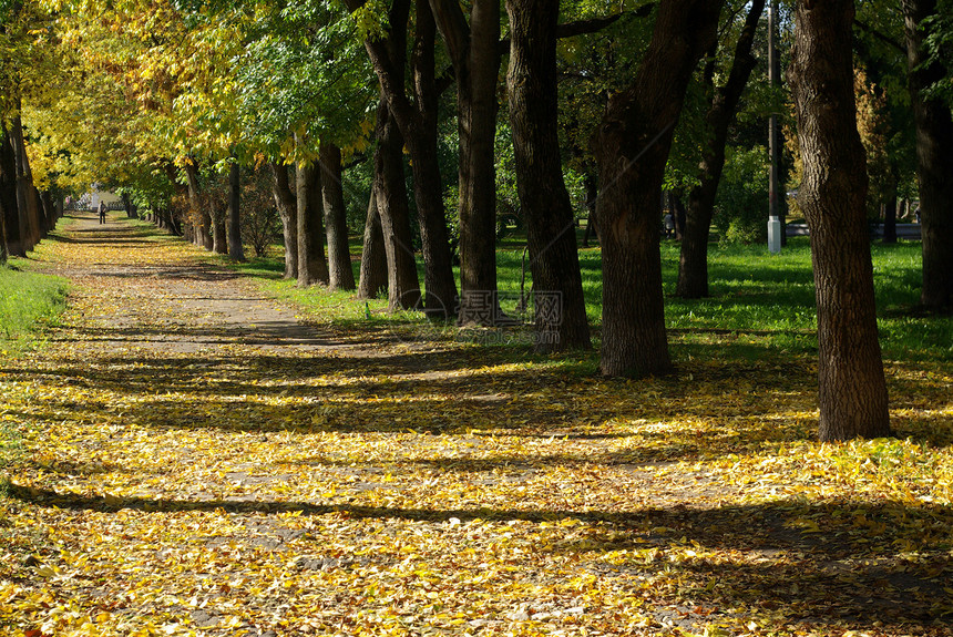 秋天人行道树木黄色城市公园胡同图片