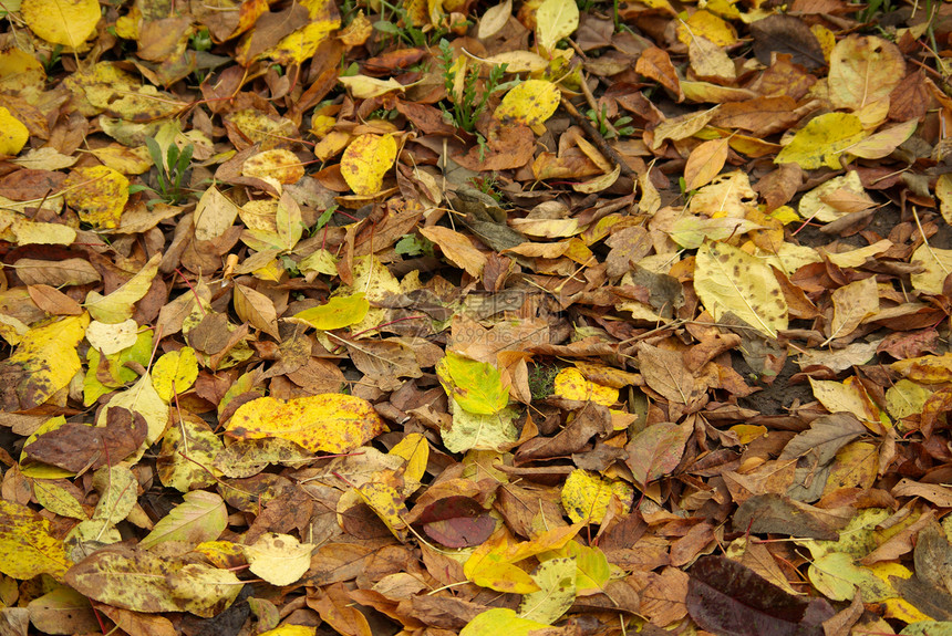 秋秋叶落地地球黄色树叶土地植物图片
