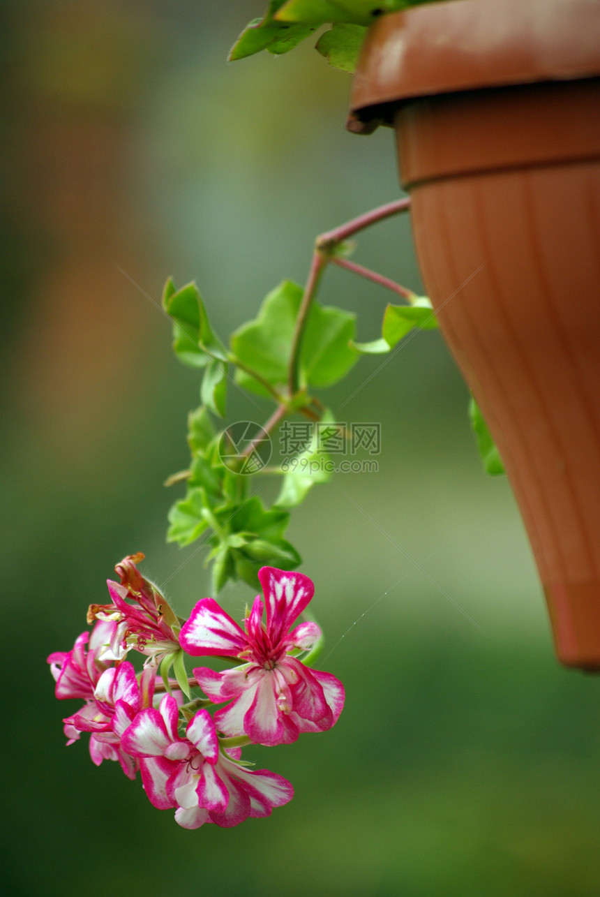 杰拉纽红色花盆白色植物树叶绿色图片