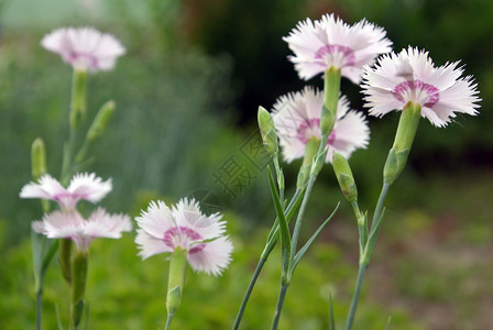 花朵绿色粉色芳香植物背景图片