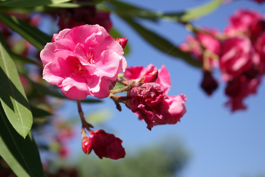 来奥罗安德异国天空情调粉色花园植物热带衬套花瓣紫色图片