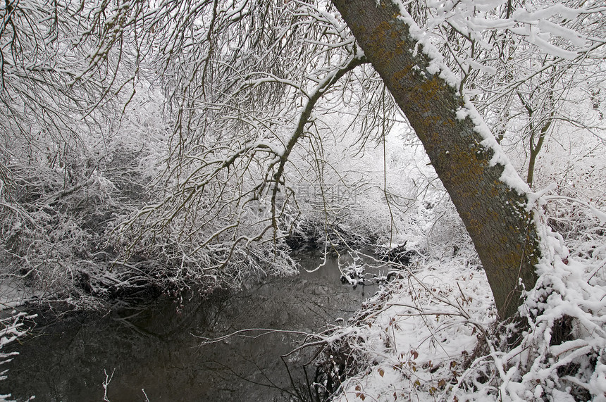 森林中的冬天森林场景旅行明信片季节性白色树木图片