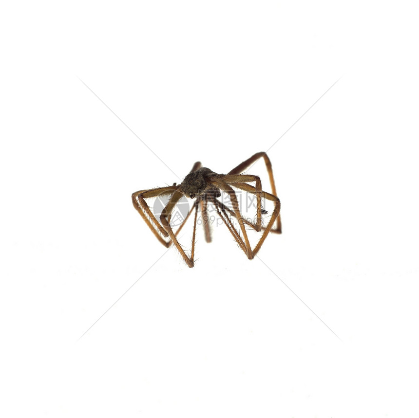 蜘蛛影棚宏观棕色拍摄低角度水平对象视图白色图片