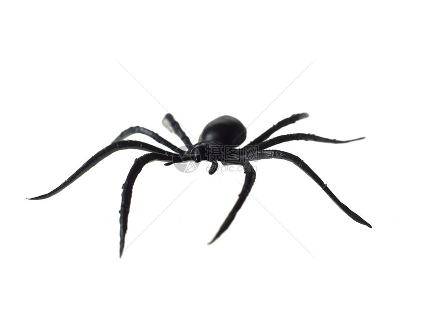 玩具蜘蛛白色水平黑色影棚塑料宏观视图低角度拍摄对象图片