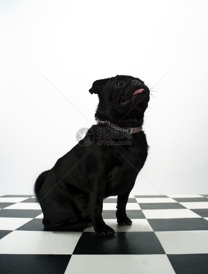 法国斗牛犬地面白色牛犬宠物正方形家畜动物哺乳动物纯种狗黑色图片