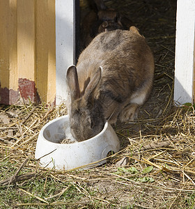 兔子吃兔柔软度母亲食物毛皮宠物玉米背景图片