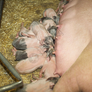 抱着食物猪猪头动物妈妈尾巴食物干草母亲农场小猪雌性牛奶背景