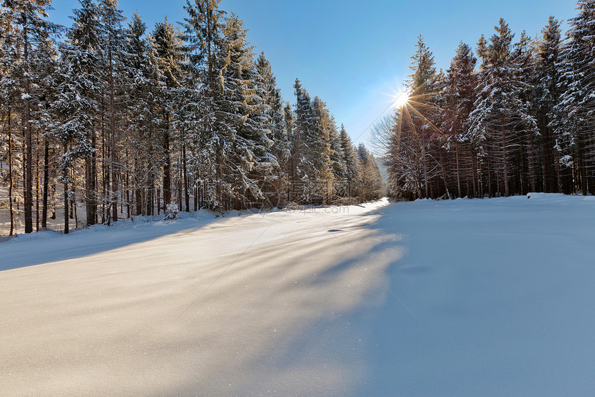冬季森林天空晴天国家蓝色季节木头草地风景美丽白色图片