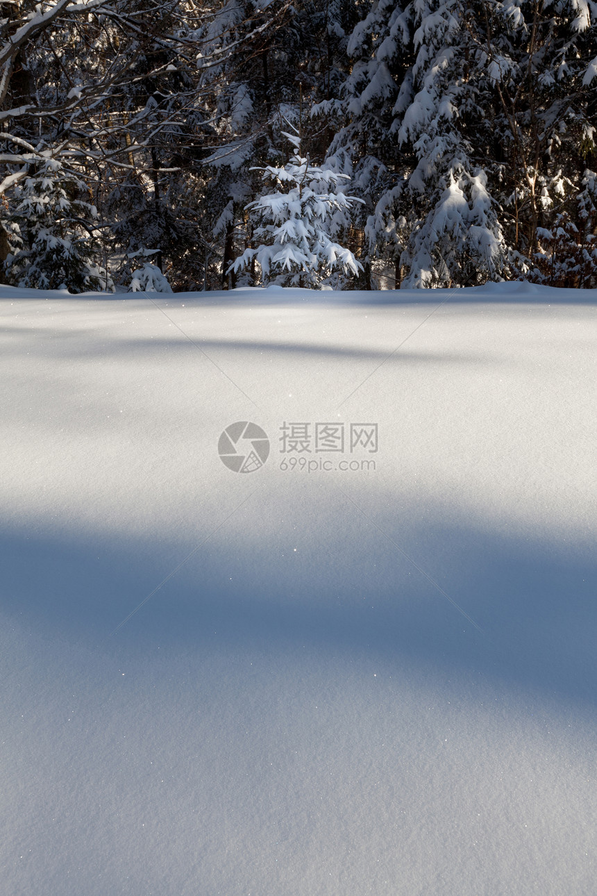 冬季森林场景雪花松树光束蓝色木头风景公园阴影晴天图片