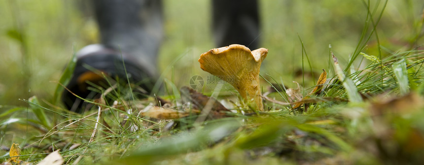 钱特拉季节森林苔藓植物黄色蘑菇食物树木靴子绿色图片