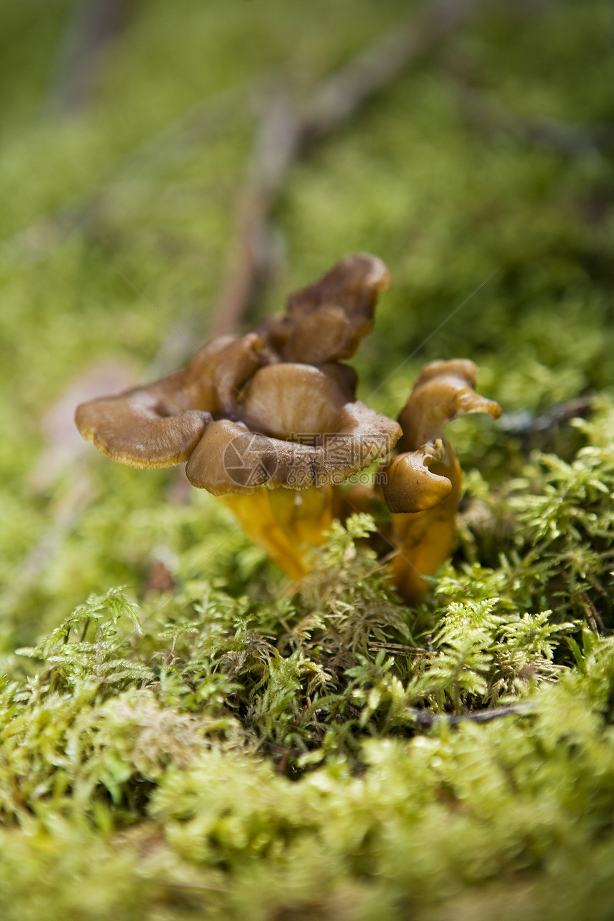 钱堂季节树木苔藓黄色森林植物食物蘑菇绿色图片