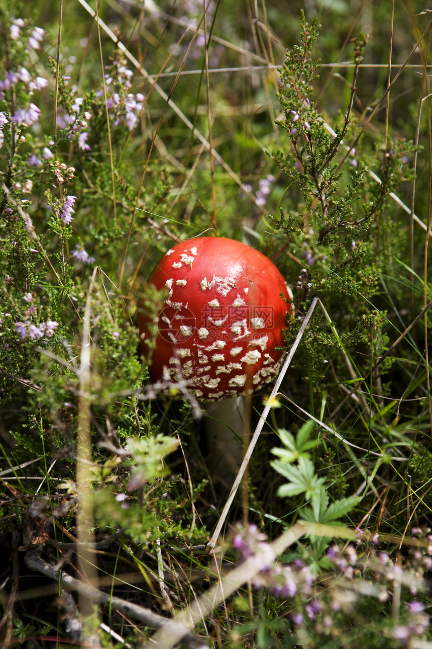 弗莱阿加里克红色环境保护圆圈苔藓森林生物土地绿色曲线对象图片