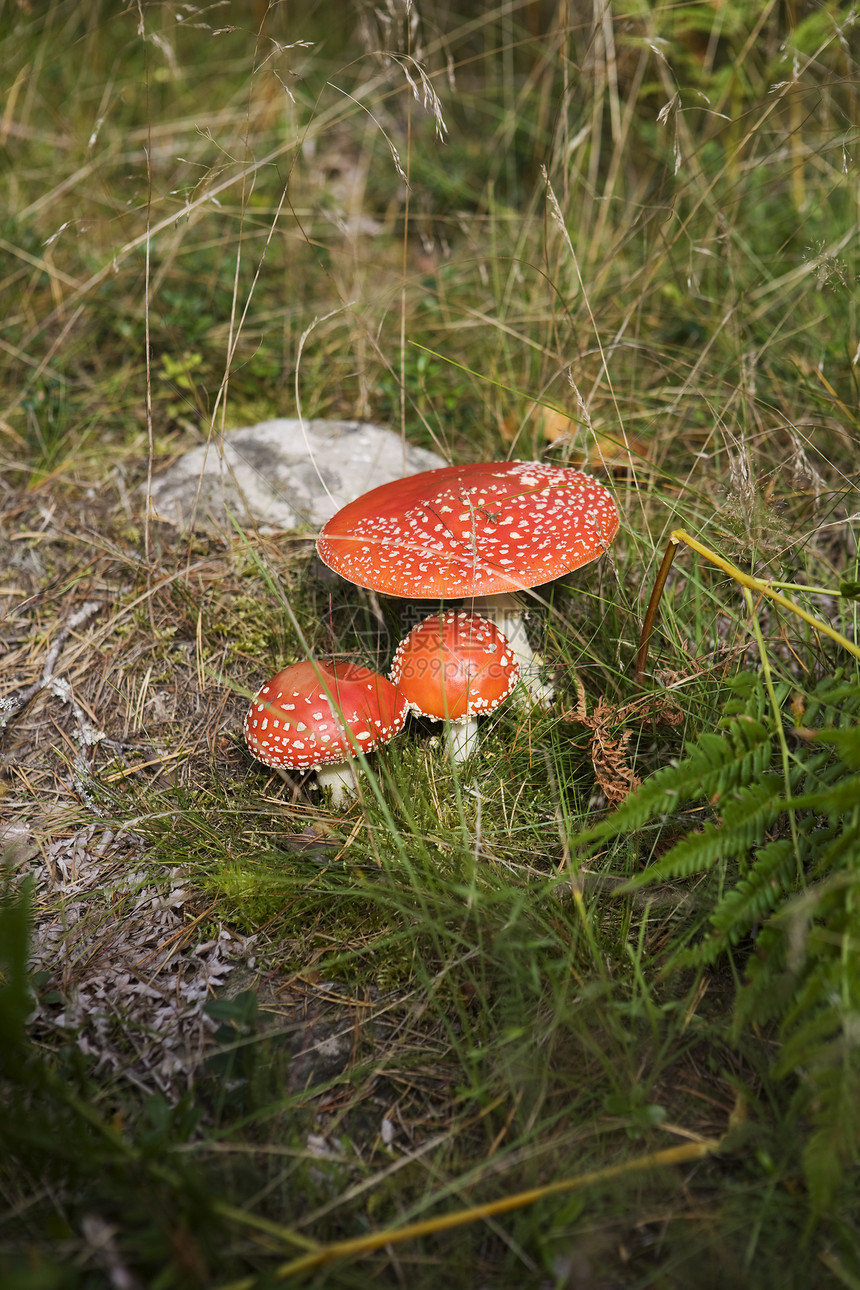 弗莱阿加里克红色生物植物绿色土地图像曲线圆圈环境保护对象图片