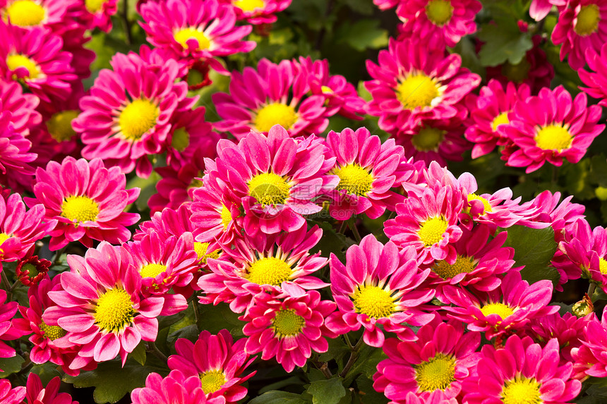 粉红菊花花植物植物学花朵花园菊花园艺粉色生长快乐植物群图片