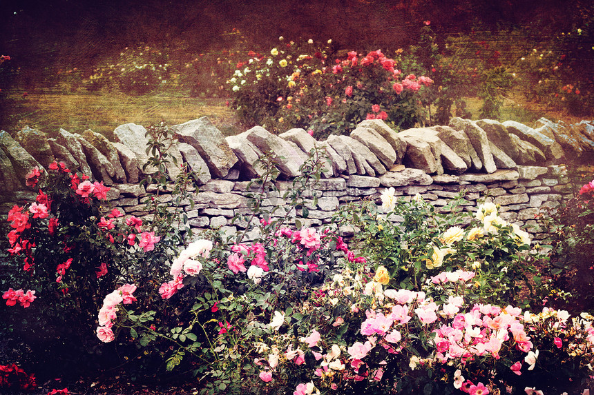 玫瑰园风景玫瑰花语摄影花园花坛岩壁石墙灌木丛栽培图片