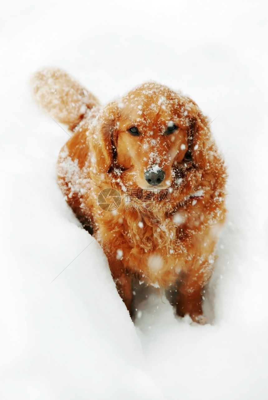 雪中的狗猎犬橙子暴风雪哺乳动物降雪天气犬类动物鼻子悲伤图片