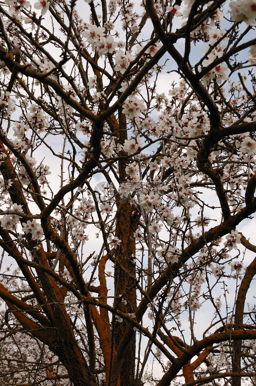 杏仁树枝生活植物学植物群粉色植物白色叶子花瓣天空季节图片