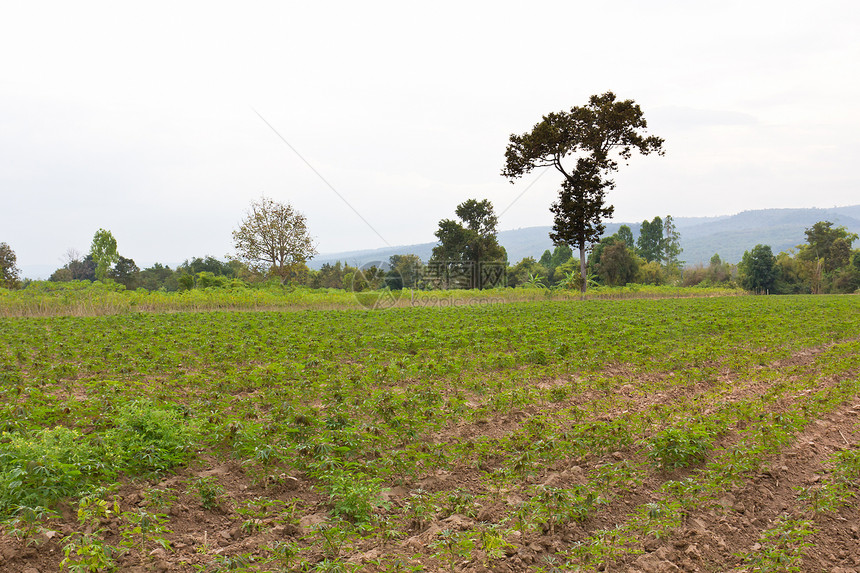 木薯种植园生长绿色生计下雨场地农田灌木植被植物学乡村图片