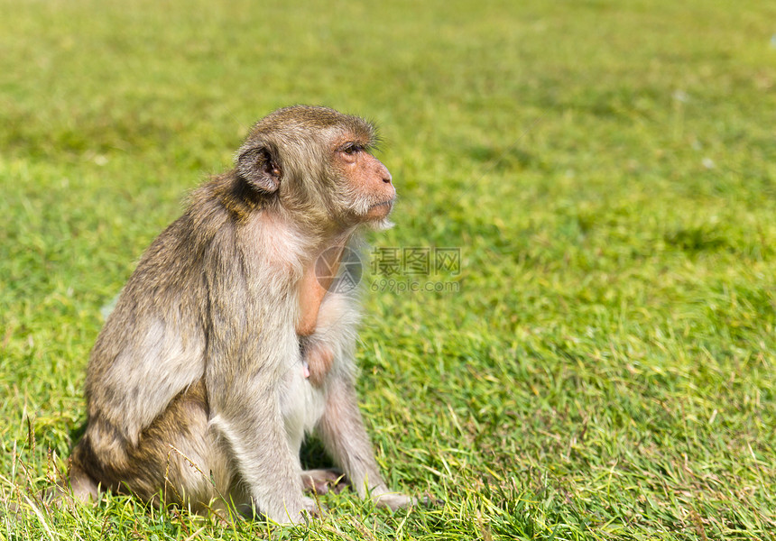 Macaque 猴子毛皮绿色丛林婴儿动物园头发生活动物公园猕猴图片