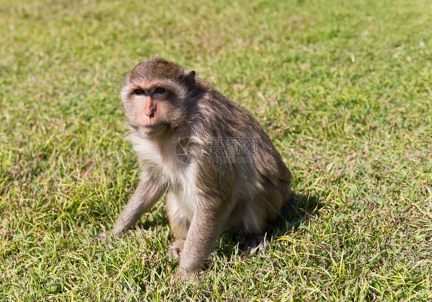 Macaque 猴子公园动物园荒野猕猴毛皮绿色头发婴儿动物丛林图片