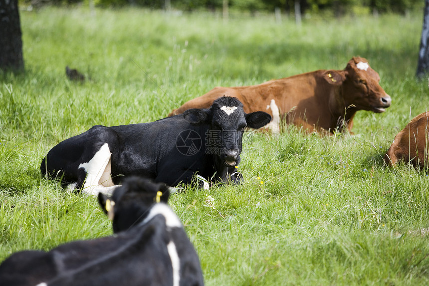 奶牛哺乳动物日落水平复兴棕色家畜正方形场景动物牧场图片