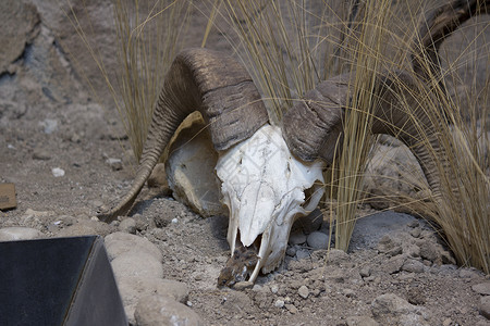 大角羊头骨沙漠颅骨喇叭高清图片