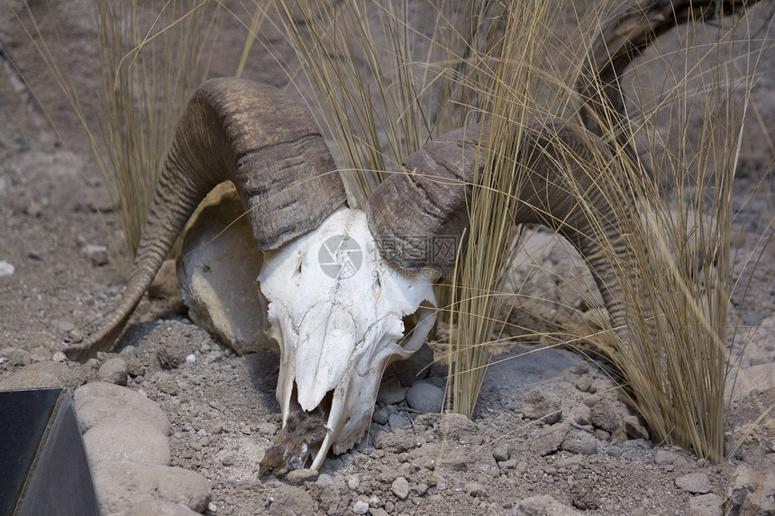 大角羊头骨喇叭颅骨沙漠图片