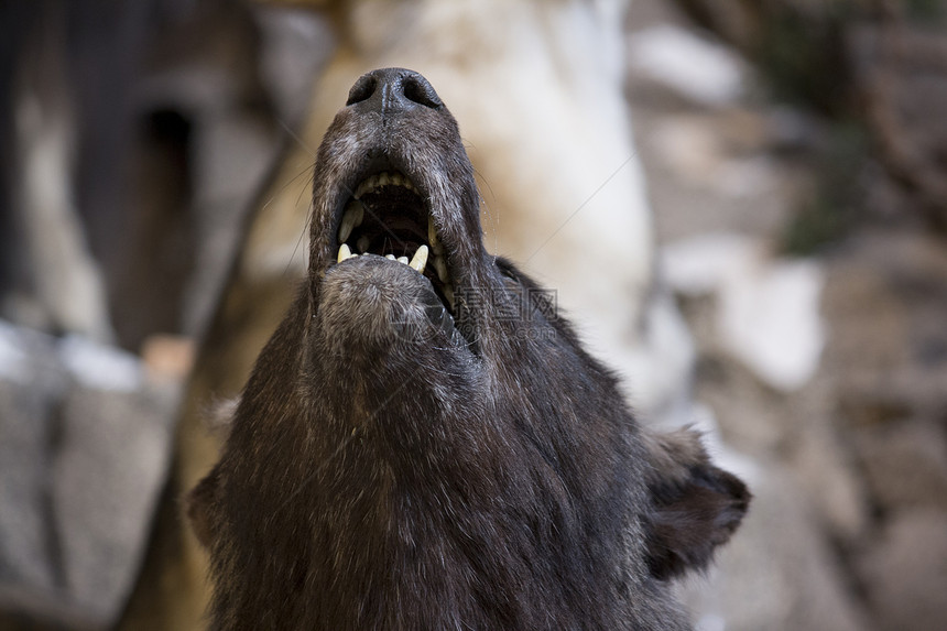 嚎叫狼驮兽哺乳动物犬类动物灰狼食肉野外动物野生动物毛皮图片