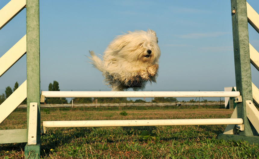 敏捷的麦芽狗训练竞赛运动白色贵宾锻炼花园场地阳光乐趣图片