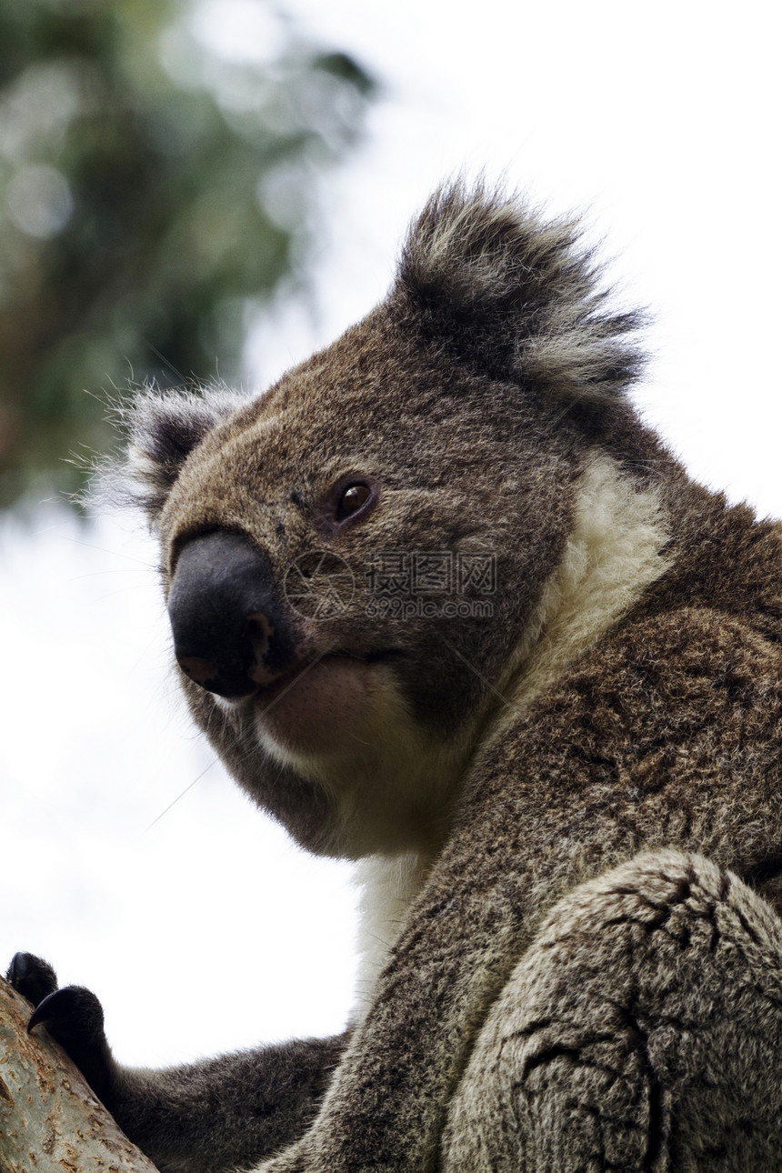 Koala高居世界之上图片