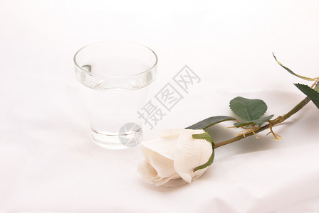水和白玫瑰柔软的白玫瑰高清图片