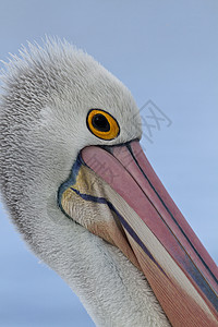 澳大利亚佩利肯人海鸟橙子蓝色野生动物白色粉色天空高清图片