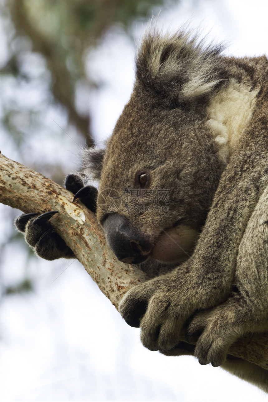 休息时的Koala图片