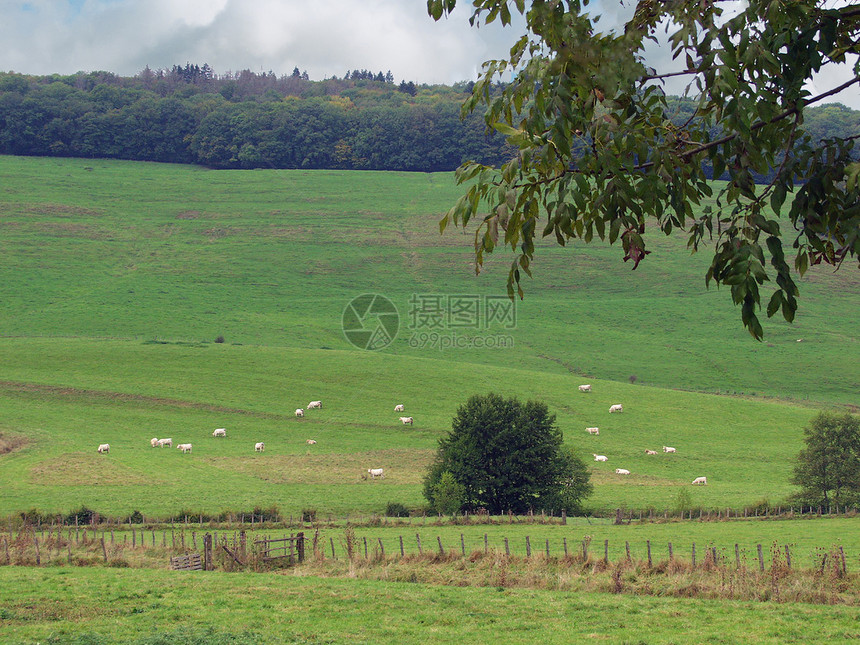 牧草上牛群 法国后木图片
