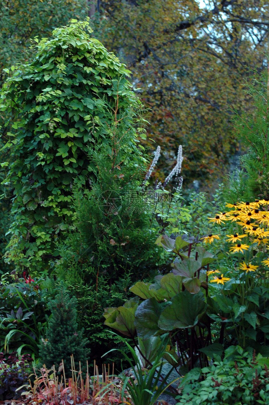 花园中的植物栽培植物学案件花朵崖柏娱乐爱好生长场景亚科图片