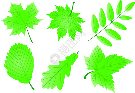 绿色榆树叶子可编辑的矢量绿叶插画