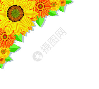 向日葵和叶子矢量背景背景图片