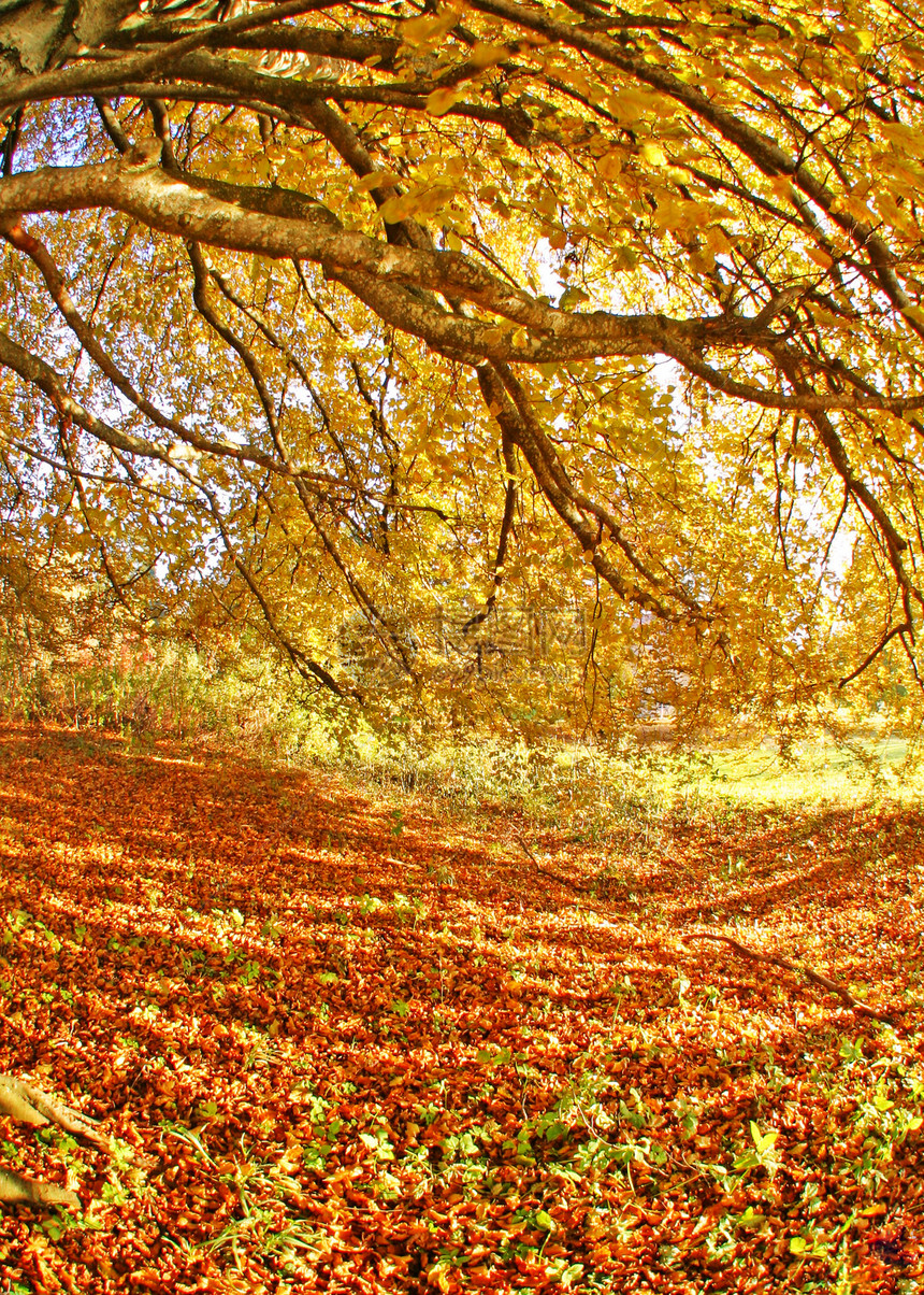 秋季森林公园叶子花园场景植被红色季节植物群树木图片