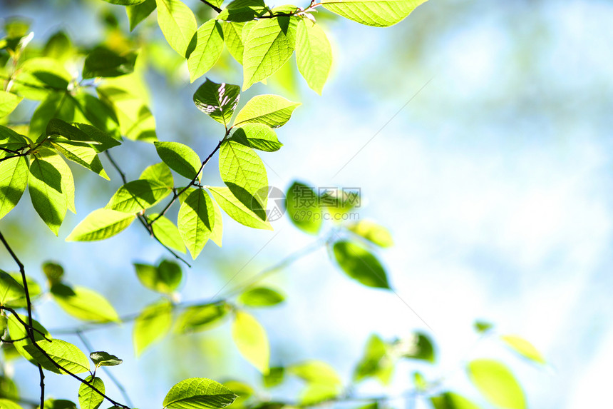 绿叶花园植物生长植物学环境宏观森林树木绿色分支机构图片