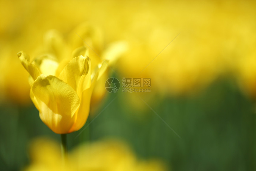 黄色郁金香特写叶子太阳生活花瓣植物群生长橙子天空花园季节图片