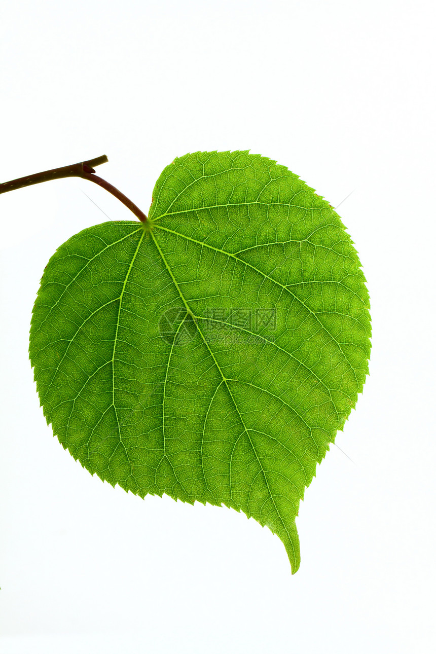 孤立的林丁叶叶子白色气候静脉宏观季节枝条植物图片