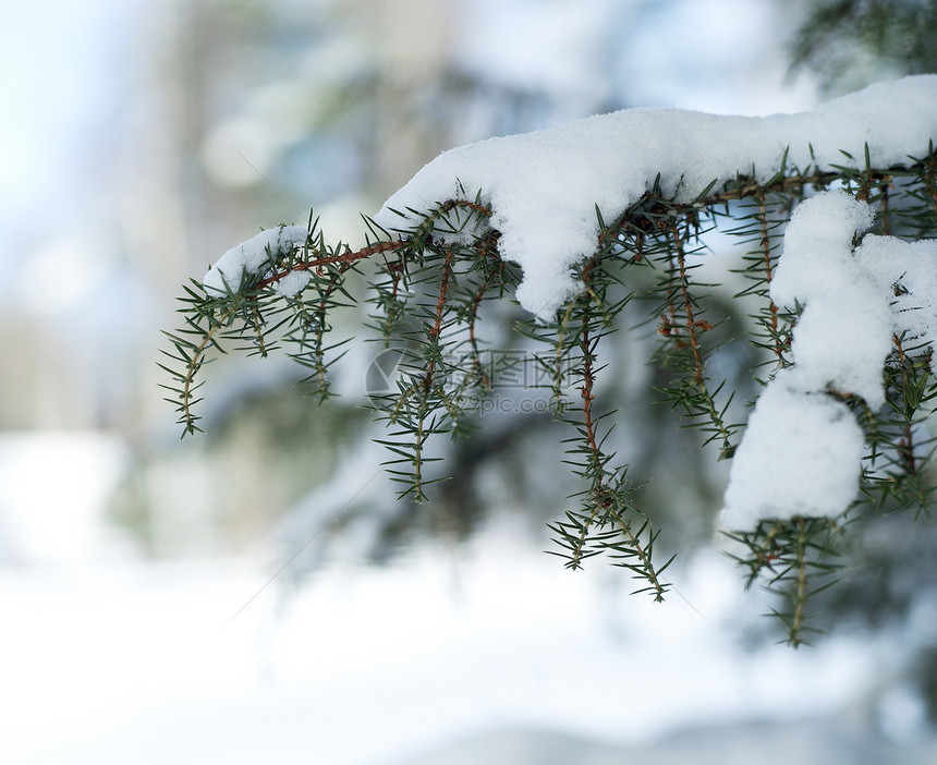 带雪雪的分支框架雪花枞树蓝色绿色松树白色阳光植物宏观图片