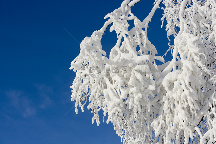 有雪雪的分支视图蓝色下雪季节天空水平低角度天气阳光图片