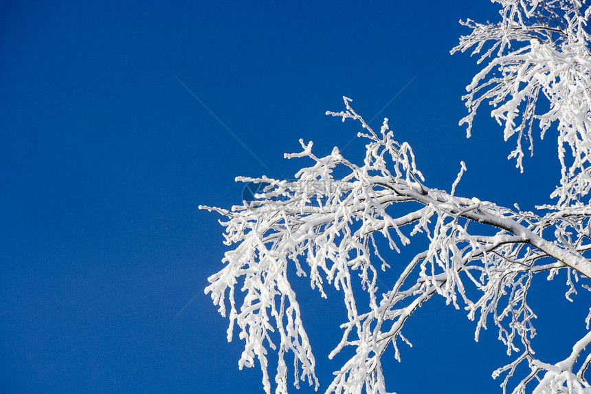 带雪雪的分支天气蓝色低角度视图季节水平阳光下雪天空图片