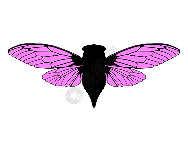 美丽的仙子动物学动物翅膀剪贴粉色生物学插图昆虫学科学背景图片